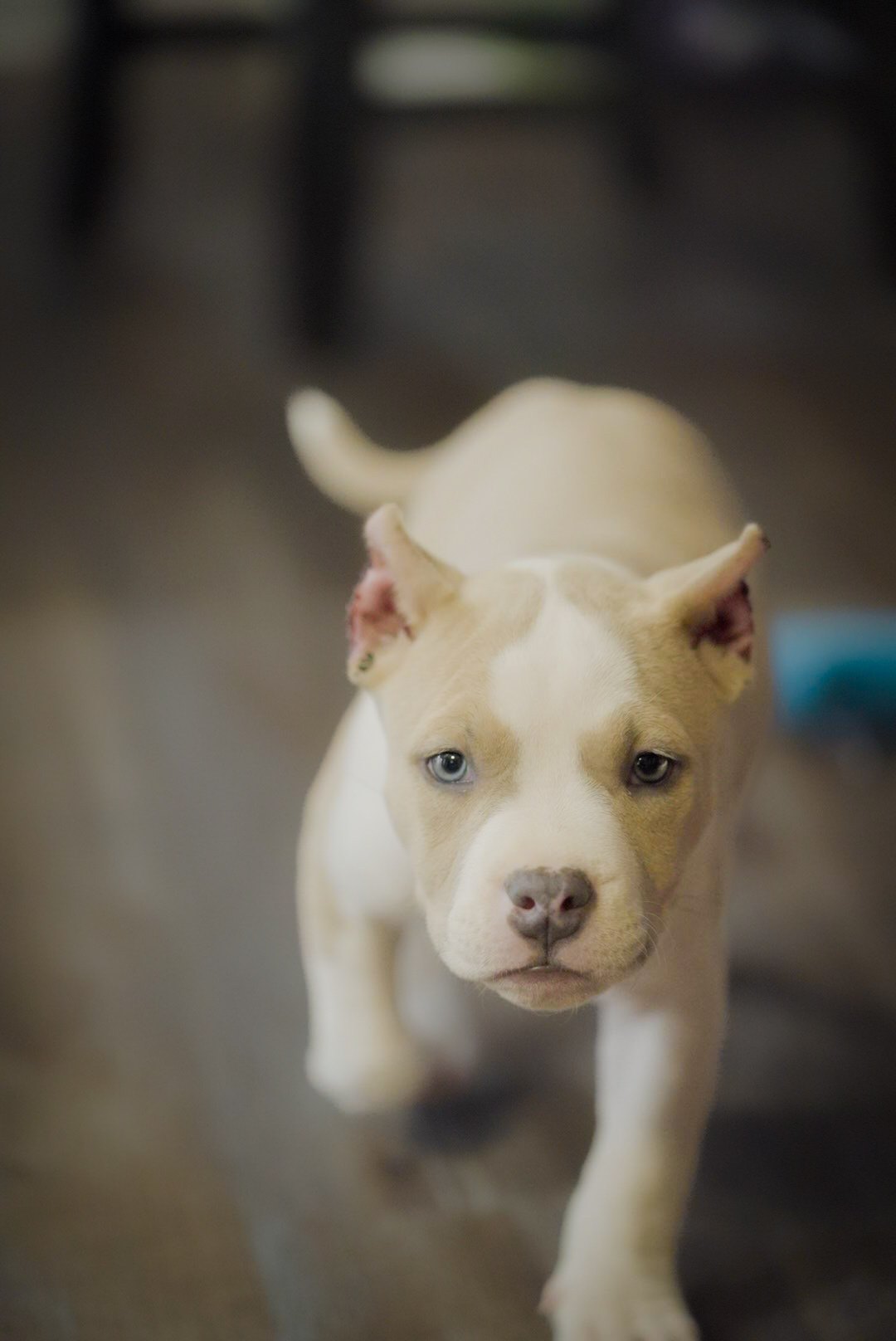 Puppy walking toward the camera indoors