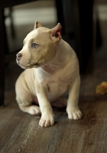 Puppy sitting indoors