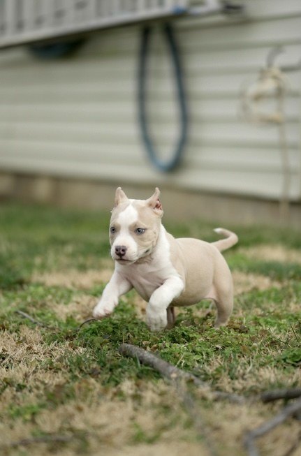 Puppy running outside