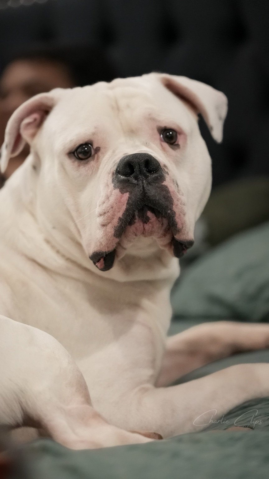 White bulldog portrait