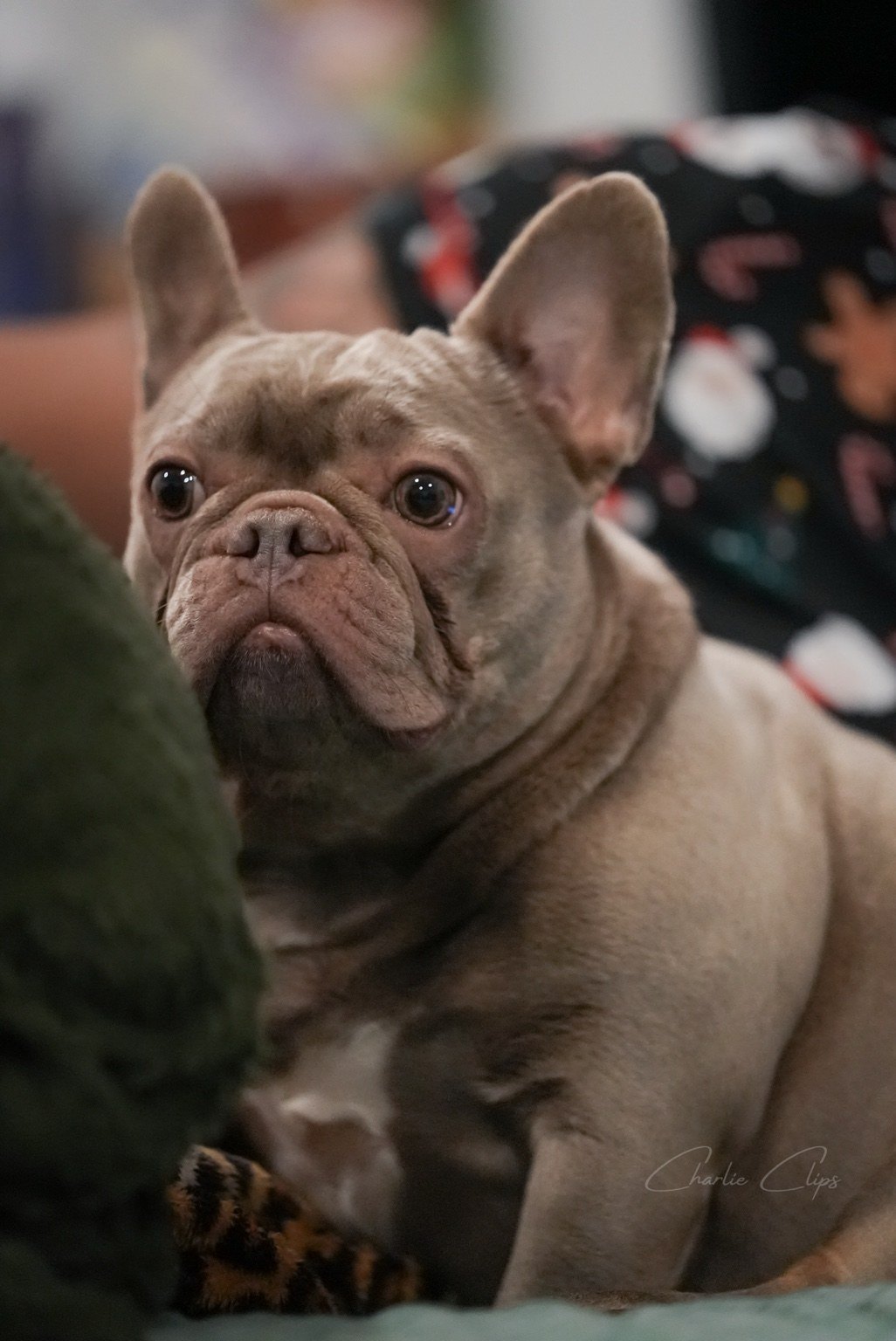 French bulldog portrait