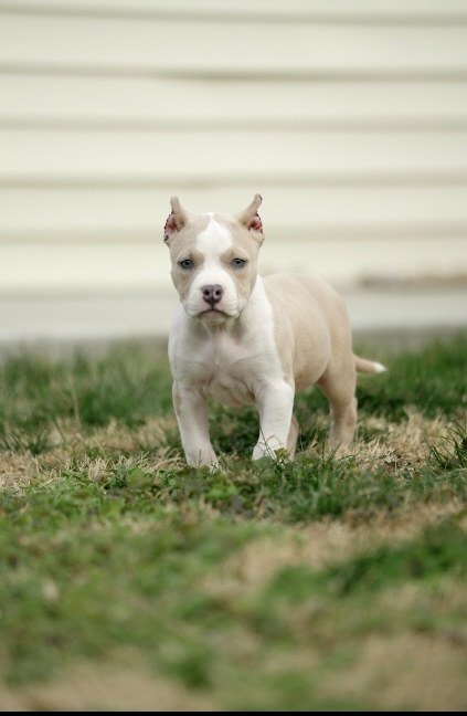 Puppy standing outdoors