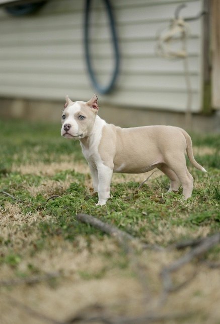 Puppy standing outside in grass