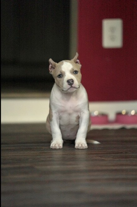 Puppy portrait indoors