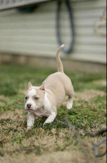 Puppy moving through grass