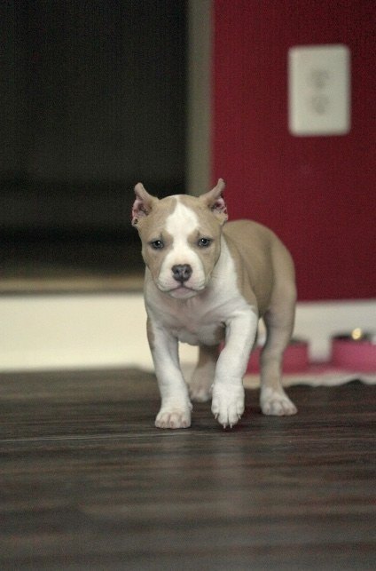 Puppy walking indoors toward camera